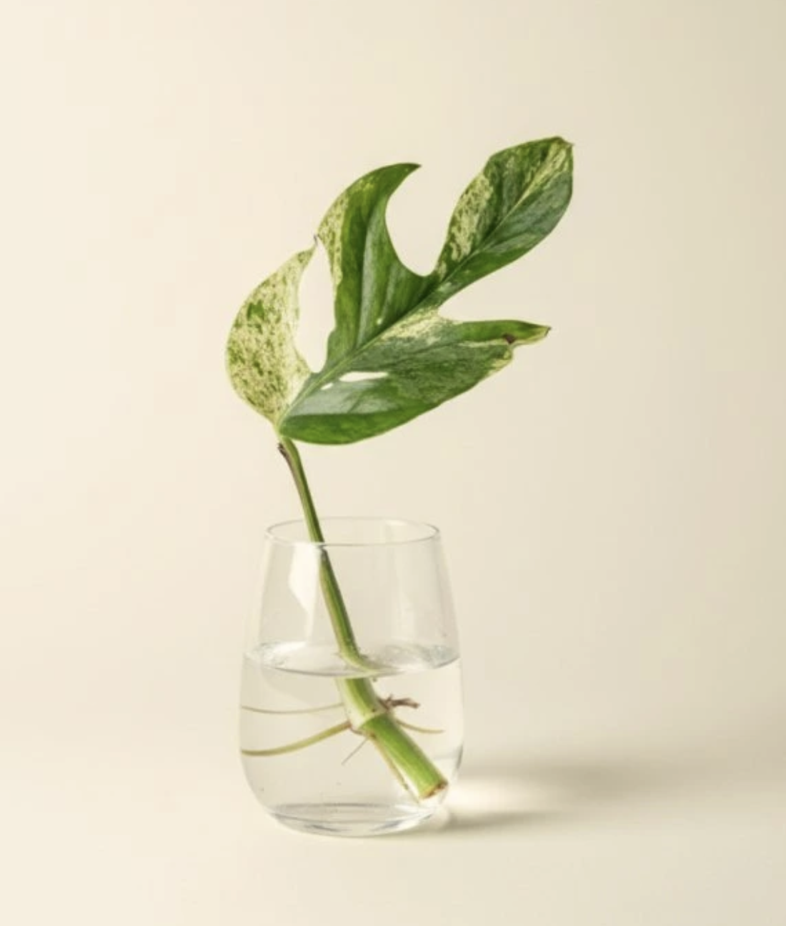 Epipremnum Marble Variegata řízek